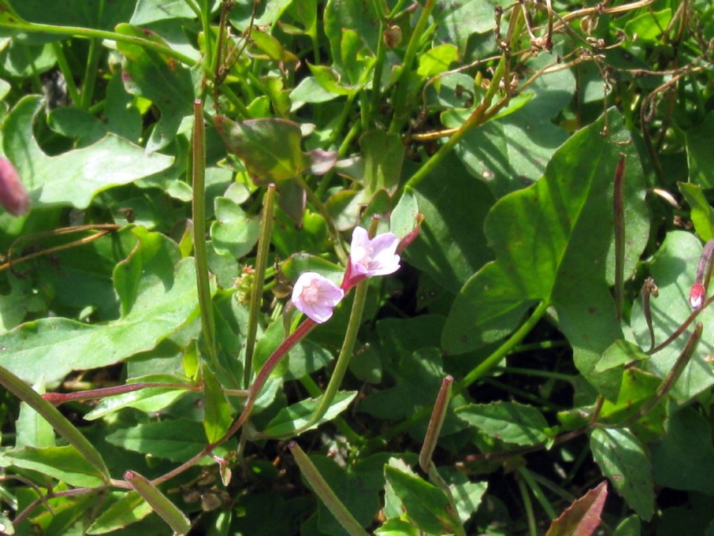 Onagraceae...? Epilobium  alsinifolium