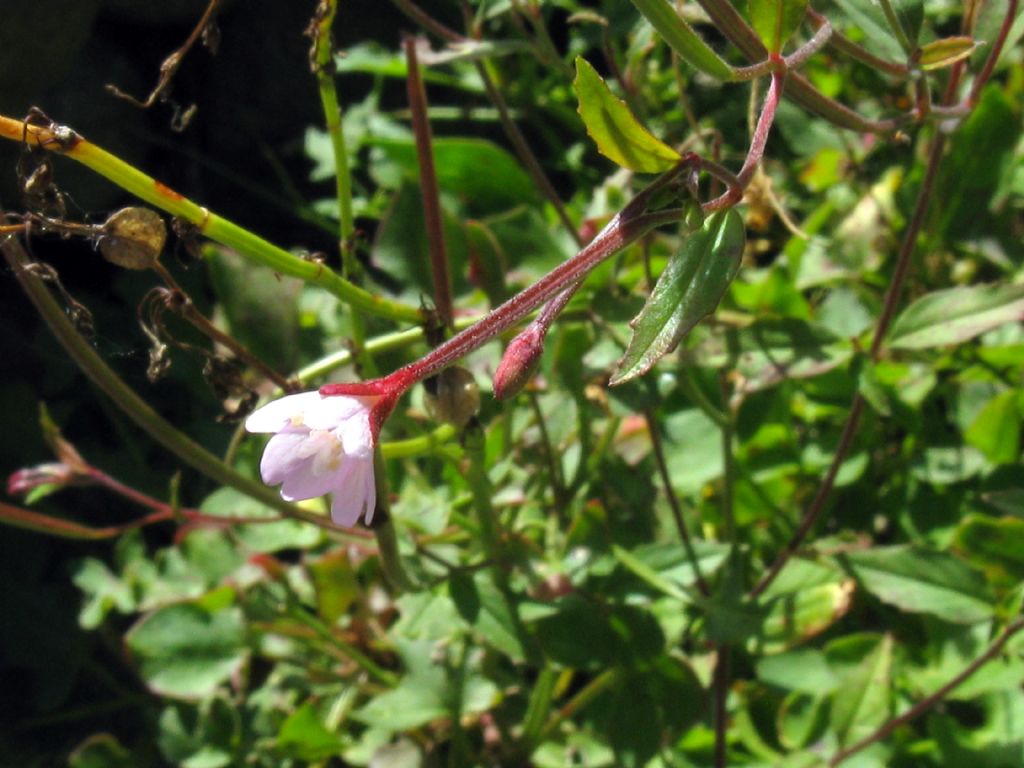 Onagraceae...? Epilobium  alsinifolium