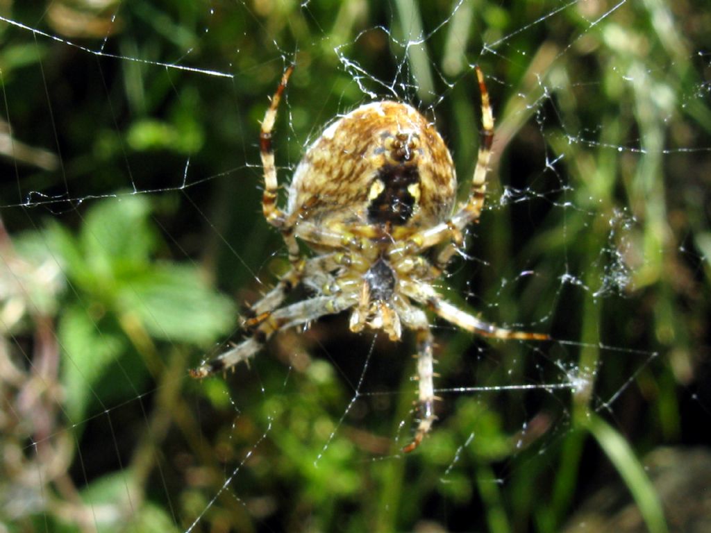 Araneus diadematus - Madesimo (SO)