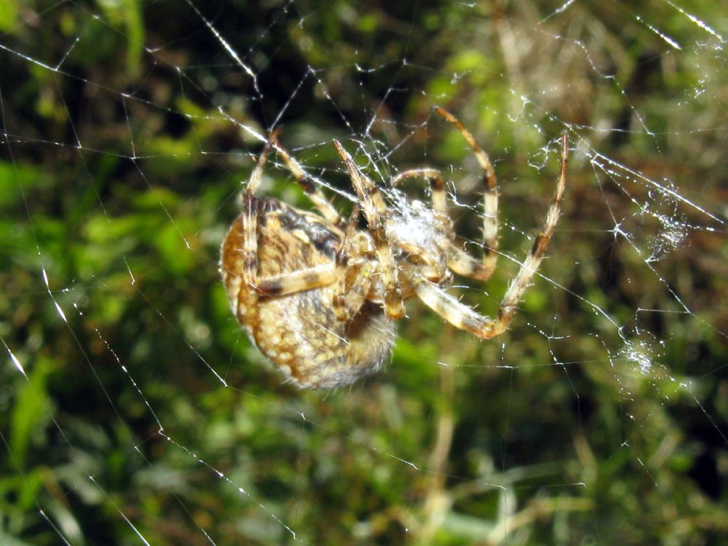 Araneus diadematus - Madesimo (SO)