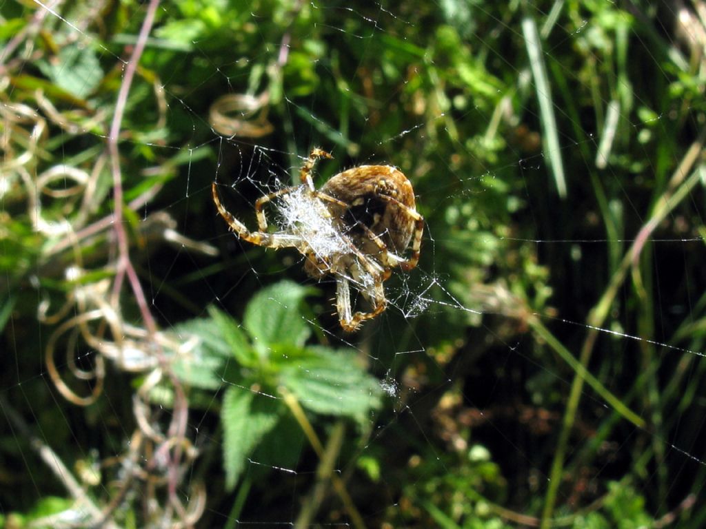 Araneus diadematus - Madesimo (SO)