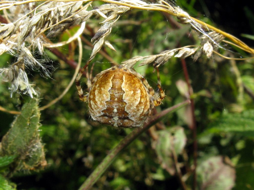 Araneus diadematus - Madesimo (SO)