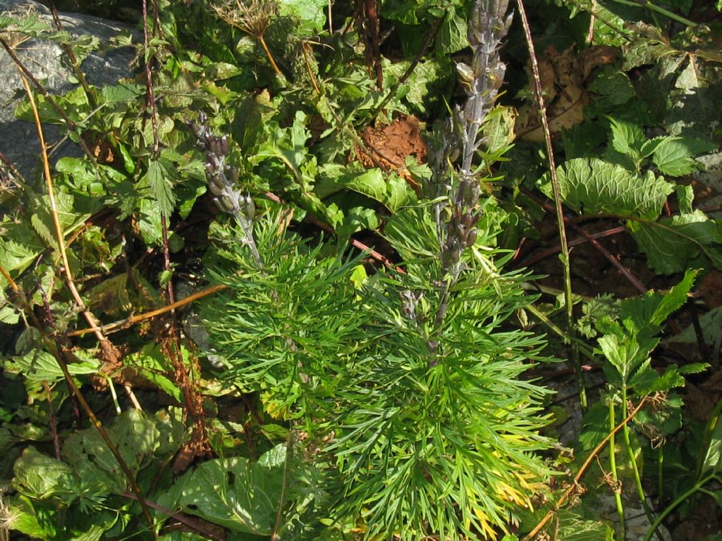 Fabacea...? No, Ranunculaceae: Aconitum sp.