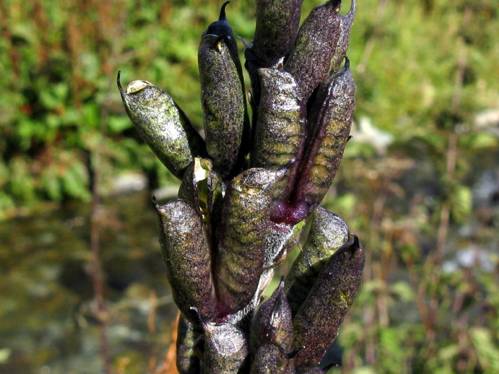 Fabacea...? No, Ranunculaceae: Aconitum sp.