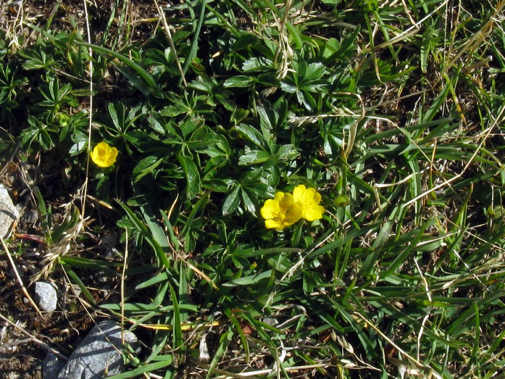 Anemone...?  No, Potentilla sp. (Rosaceae)