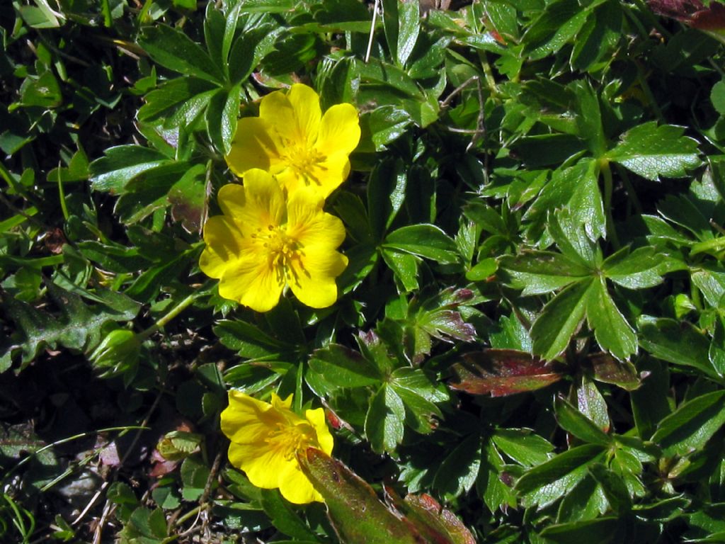 Anemone...?  No, Potentilla sp. (Rosaceae)