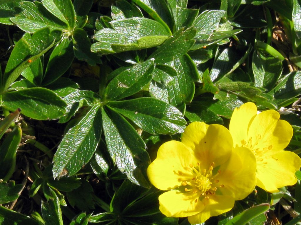 Anemone...?  No, Potentilla sp. (Rosaceae)