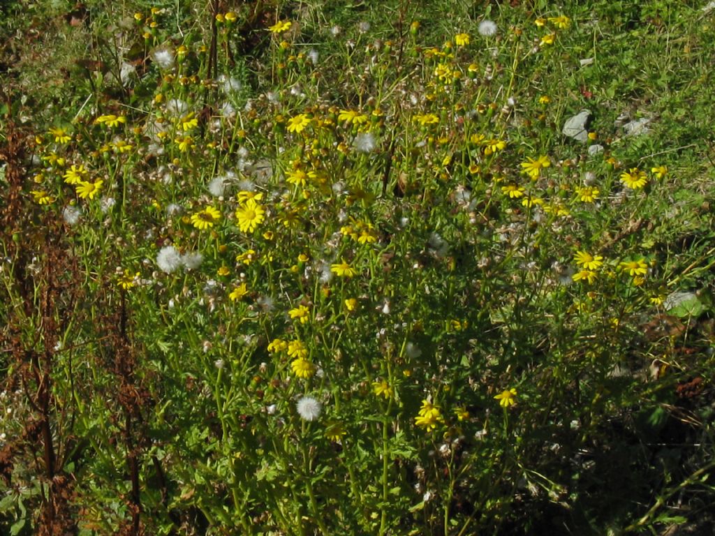 Asteraceae: Senecio squalidus subsp. rupestris (cfr.)