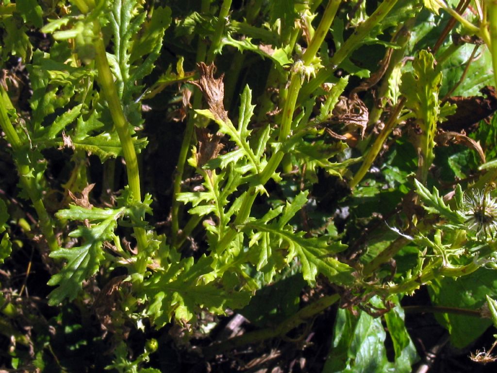 Asteraceae: Senecio squalidus subsp. rupestris (cfr.)