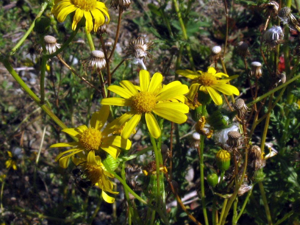 Asteraceae: Senecio squalidus subsp. rupestris (cfr.)