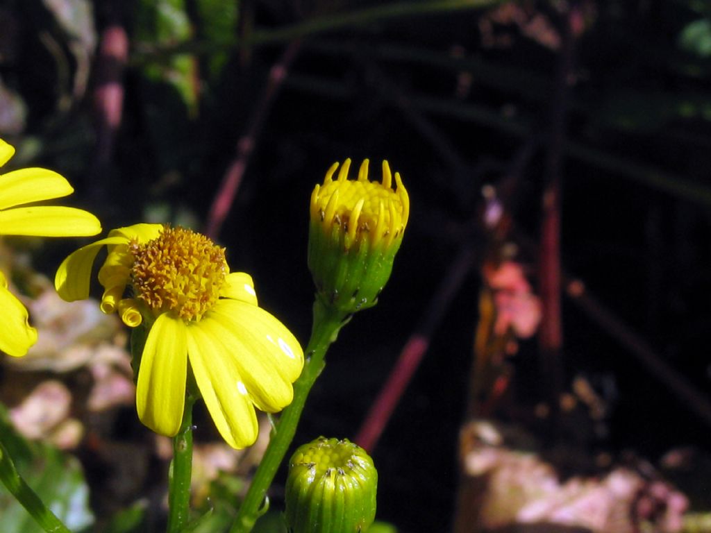 Asteraceae: Senecio squalidus subsp. rupestris (cfr.)