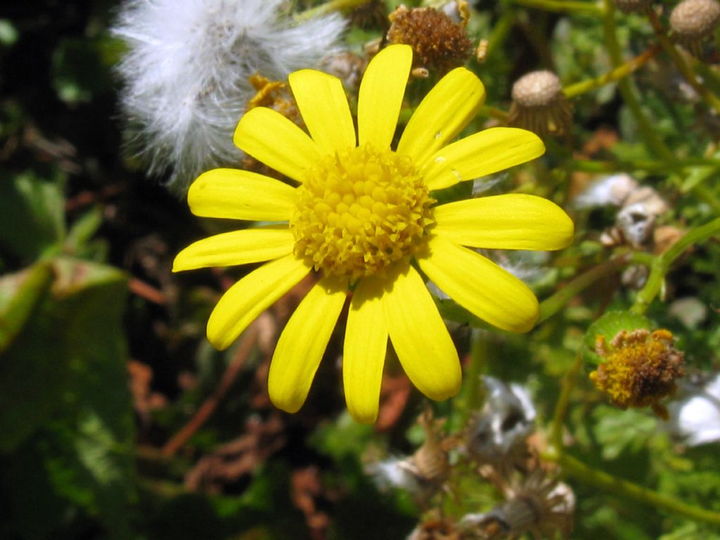 Asteraceae: Senecio squalidus subsp. rupestris (cfr.)