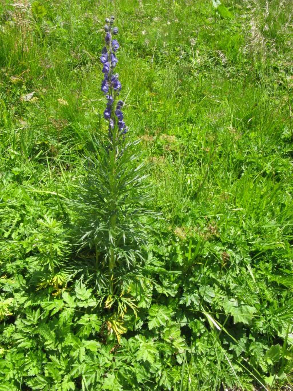 Fabacea...? No, Ranunculaceae: Aconitum sp.