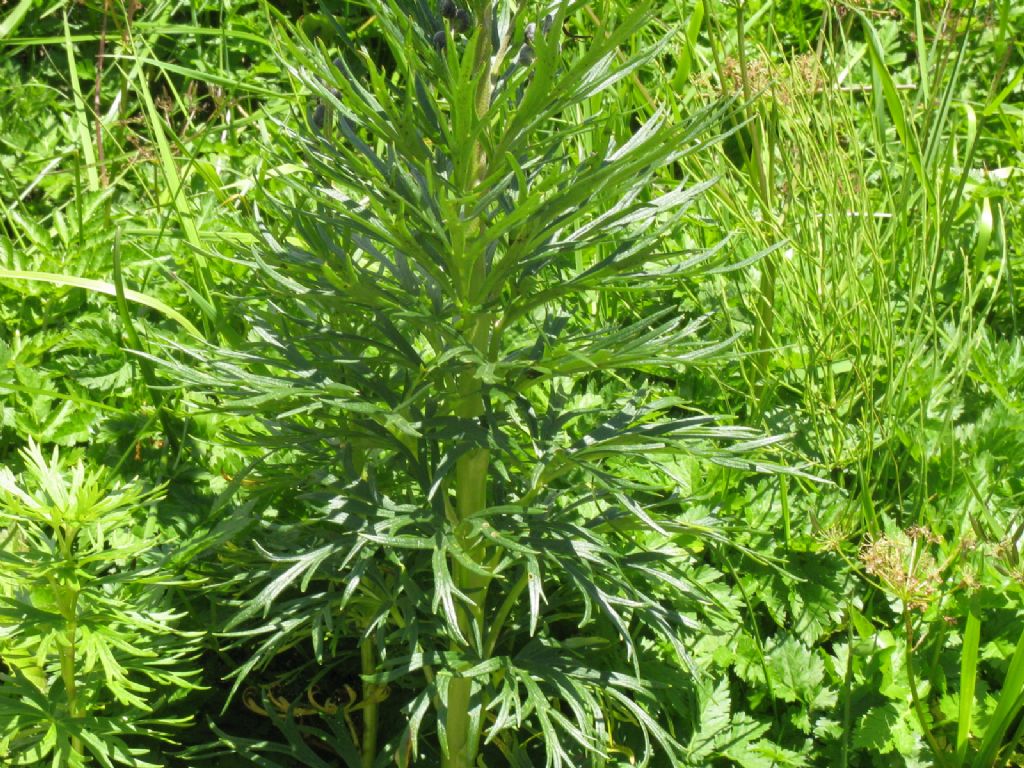 Fabacea...? No, Ranunculaceae: Aconitum sp.