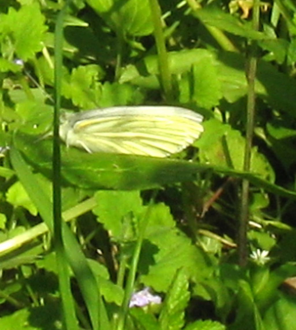 Pieris  determinabile ? S, Pieris napi