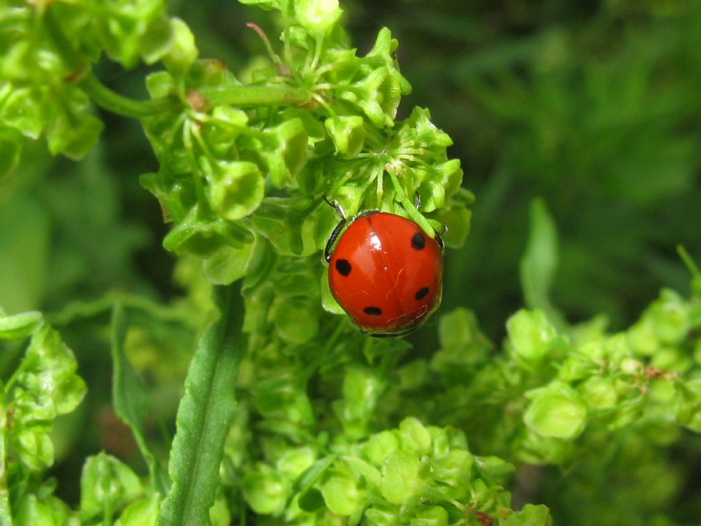 Coccinella...quatuorpunctata? No, C. septempunctata