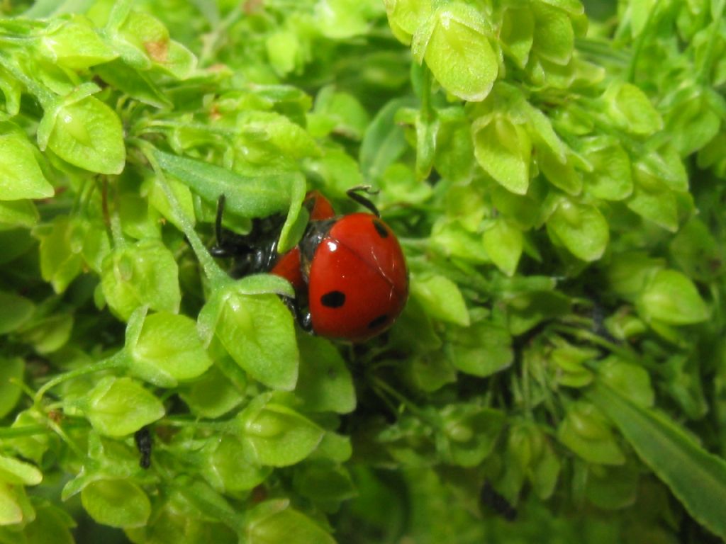 Coccinella...quatuorpunctata? No, C. septempunctata