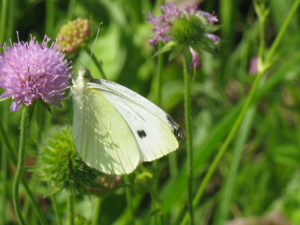 Pieris rapae maschio?  No, Pieris brassicae