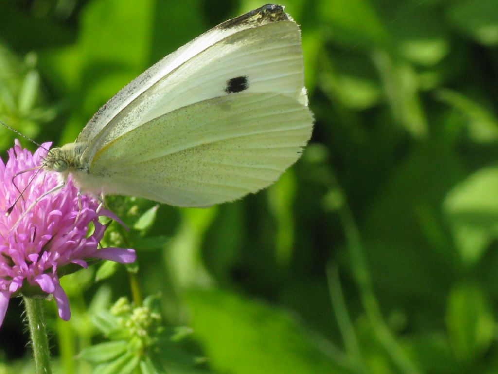 Pieris rapae maschio?  No, Pieris brassicae