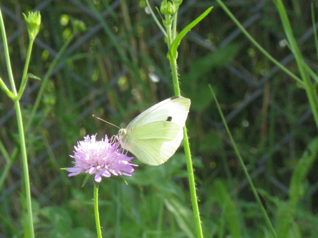 Pieris rapae maschio?  No, Pieris brassicae