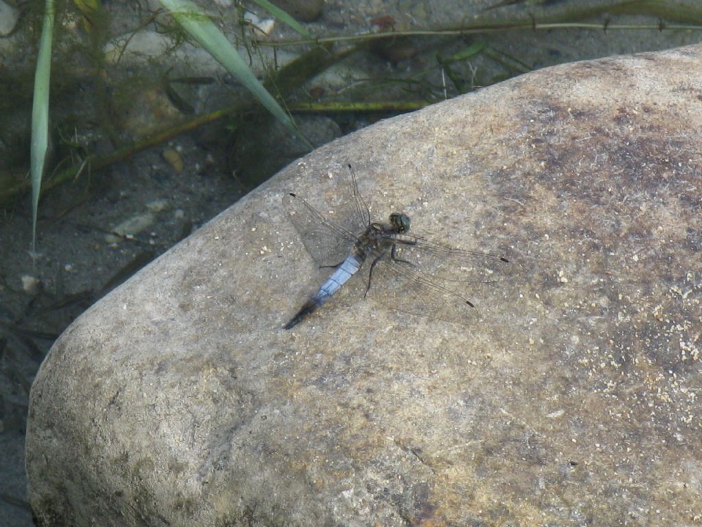 Orthetrum cancellatum