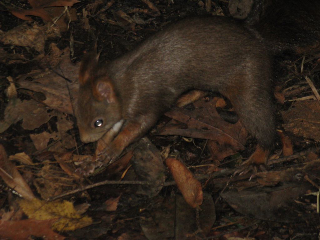 Sciurus carolinensis marrone? No, Sciurus vulgaris