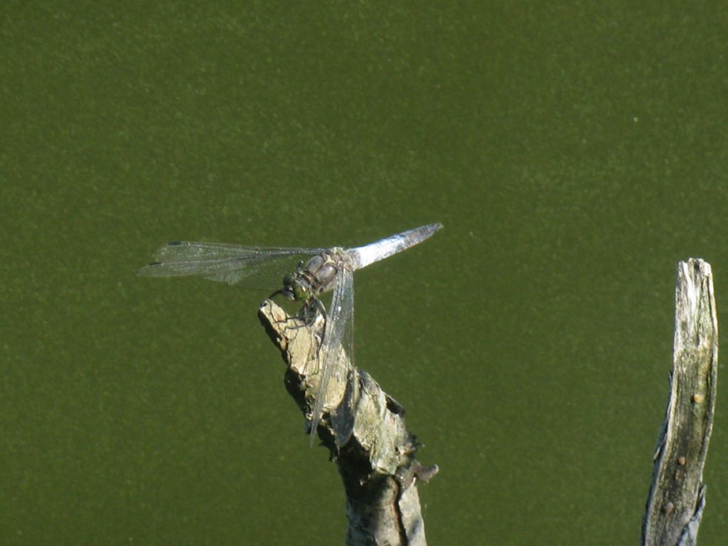 Orthetrum cancellatum?  S,