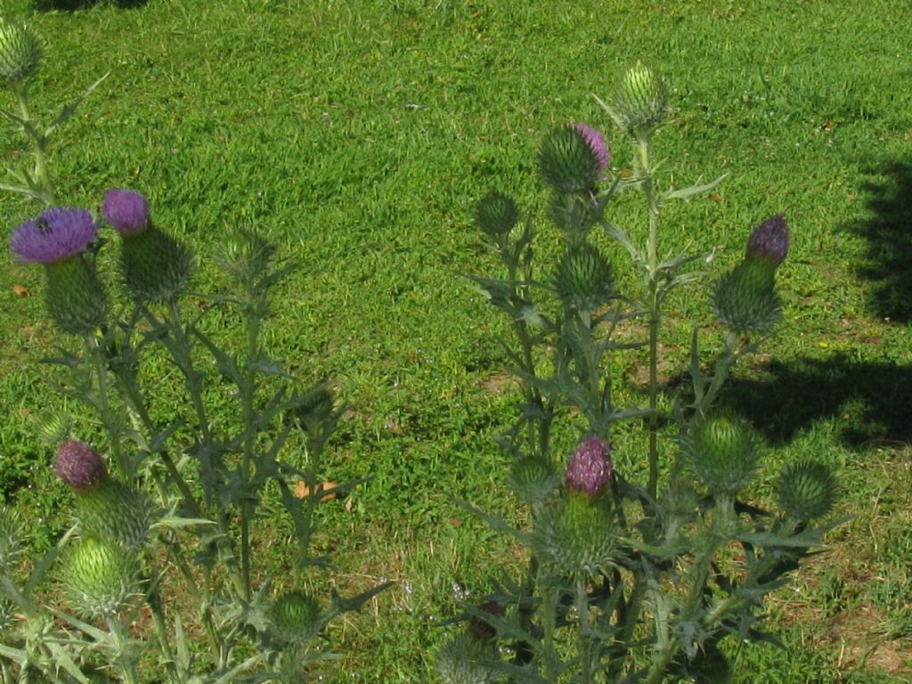 Cirsium vulgare