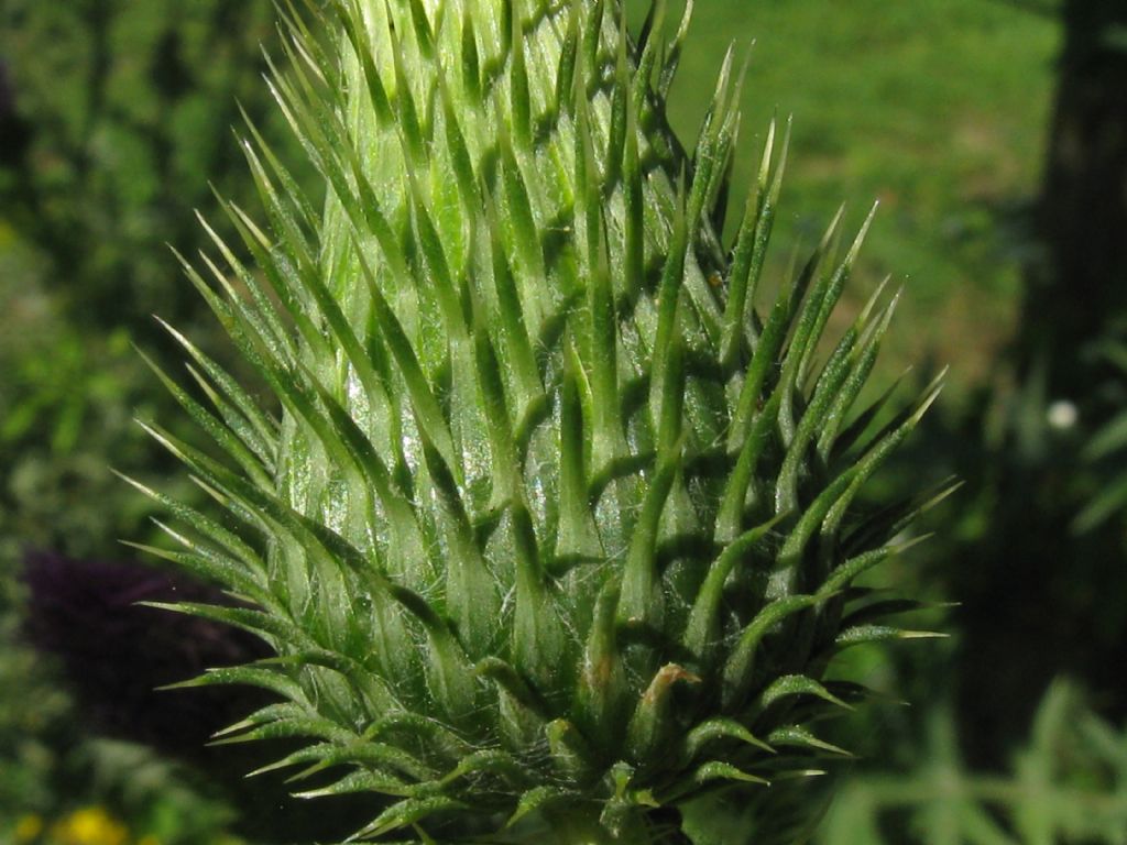 Cirsium vulgare