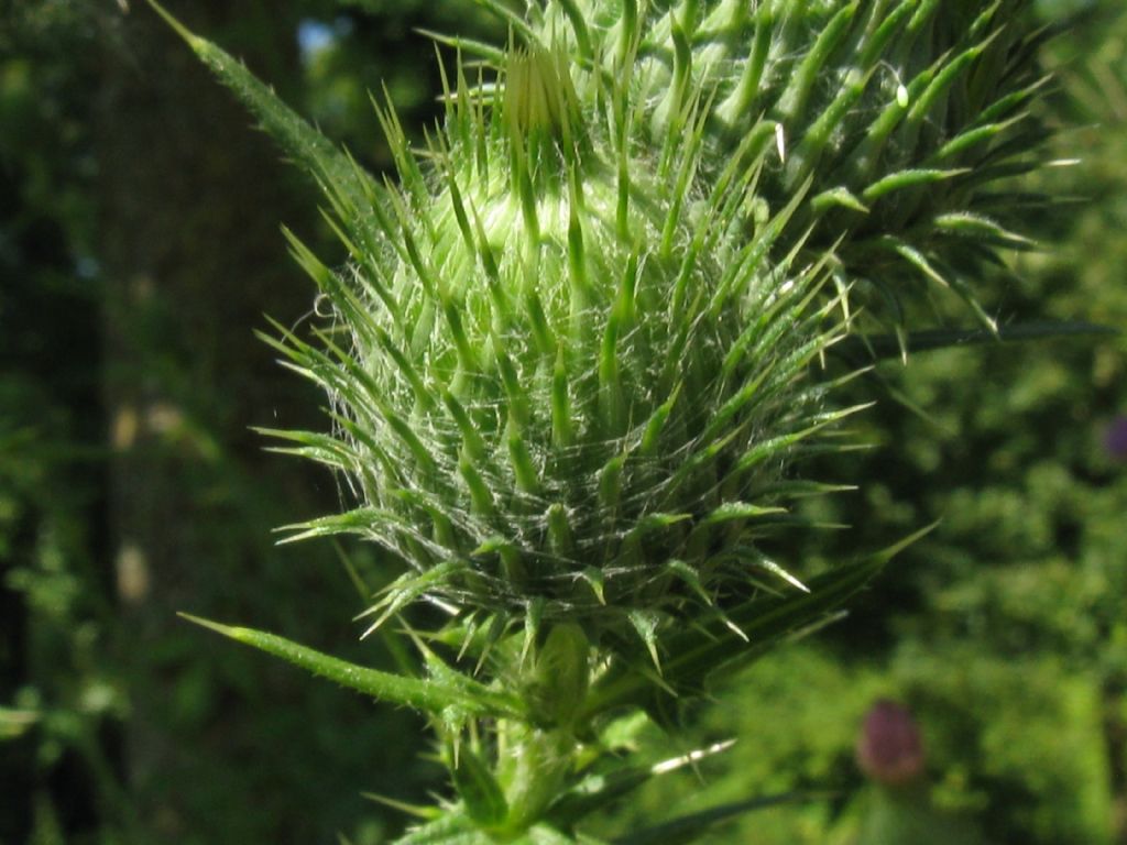 Cirsium vulgare