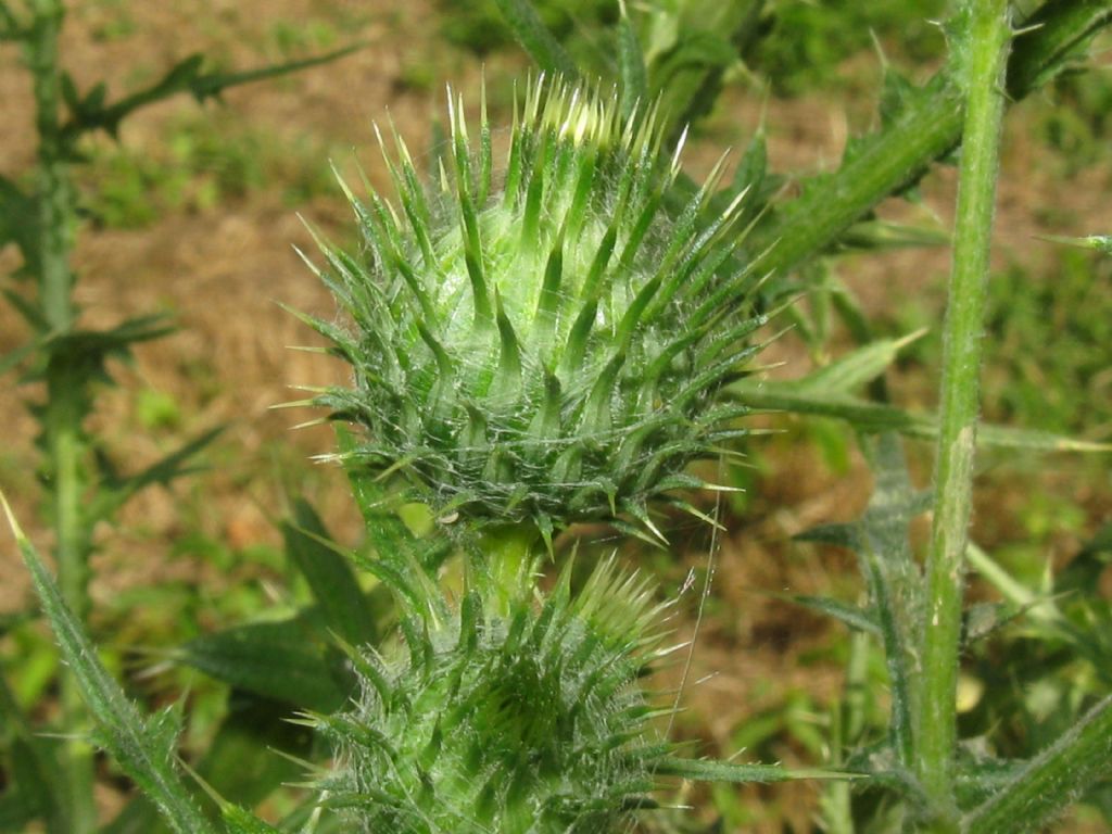 Cirsium vulgare