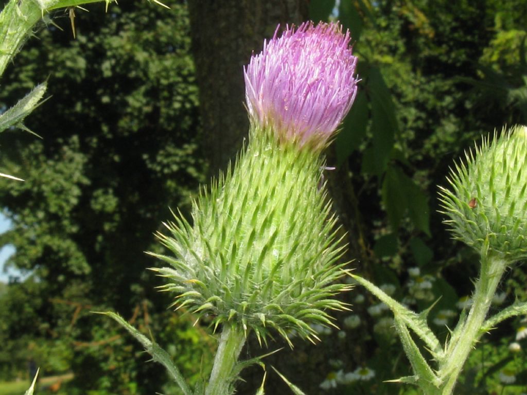 Cirsium vulgare