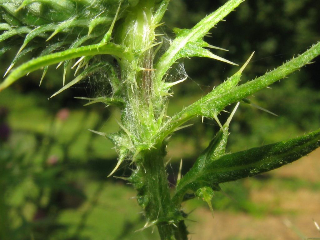 Cirsium vulgare