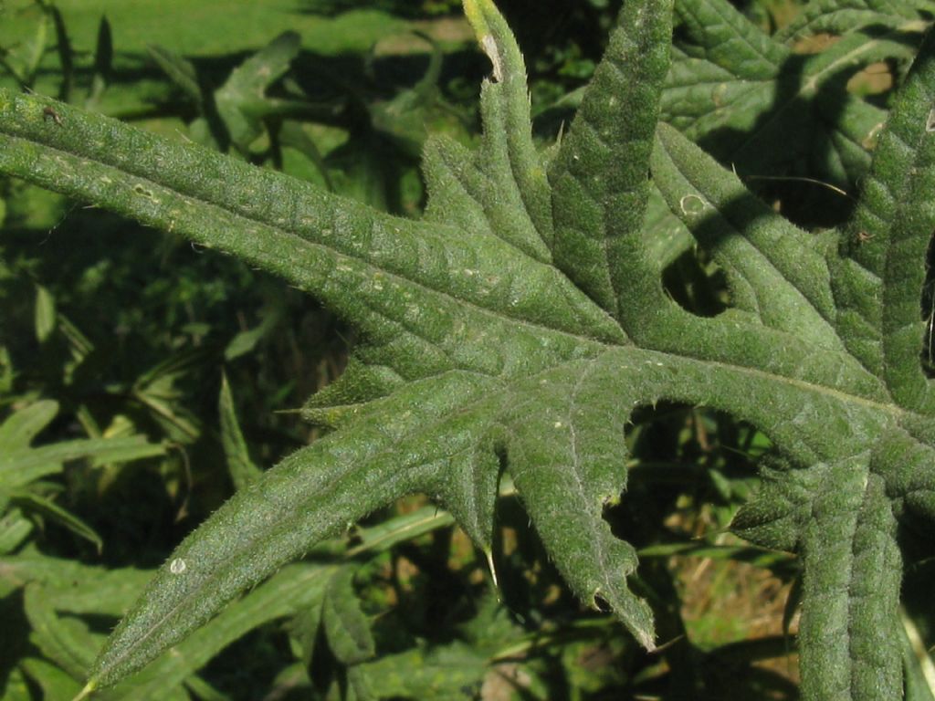 Cirsium vulgare