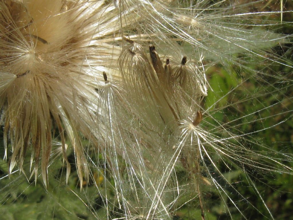 Cirsium vulgare