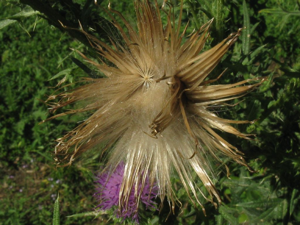 Cirsium vulgare