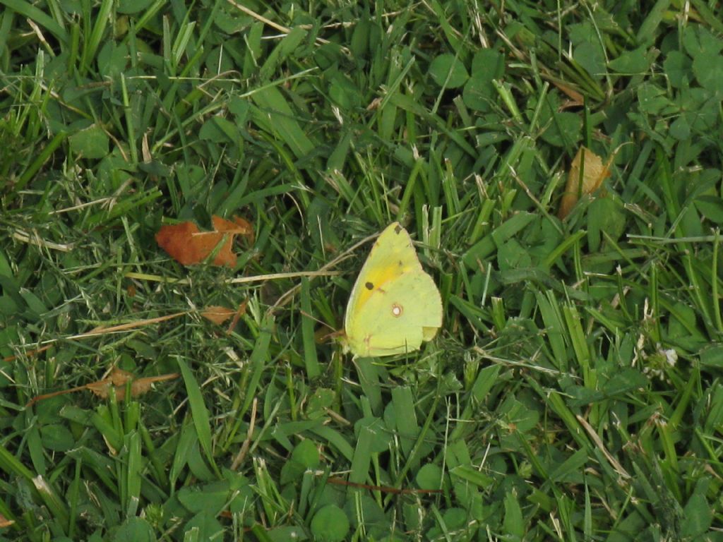 Colias crocea M o F?  Femmina!