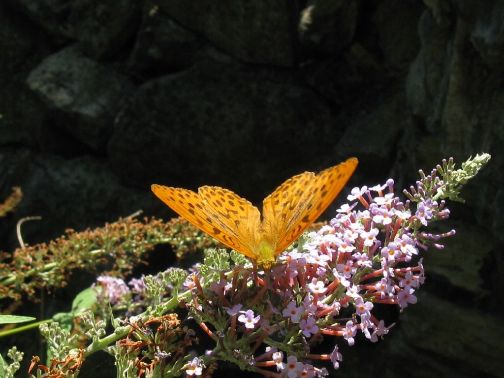 Argynnis pandora? No, Argynnis paphia