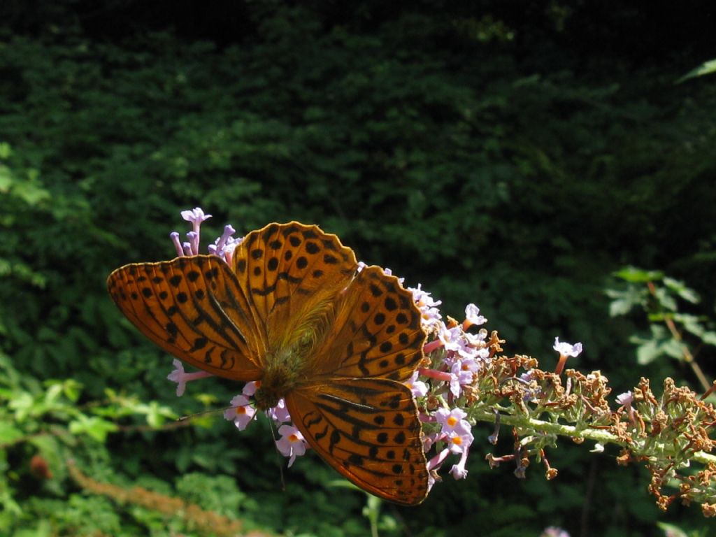 Argynnis paphia?