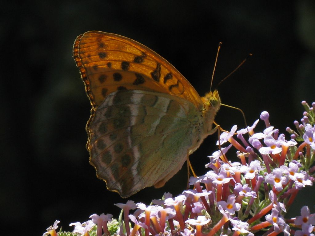 Argynnis paphia? S !