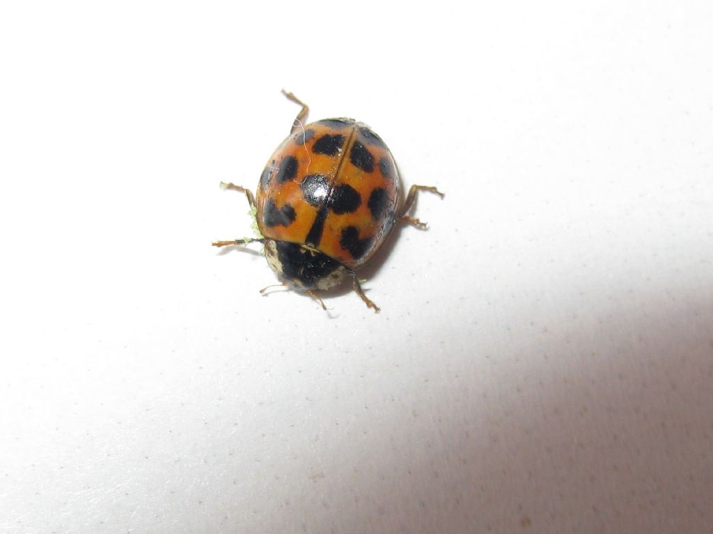 Coccinellidae: Harmonia axyridis? S.