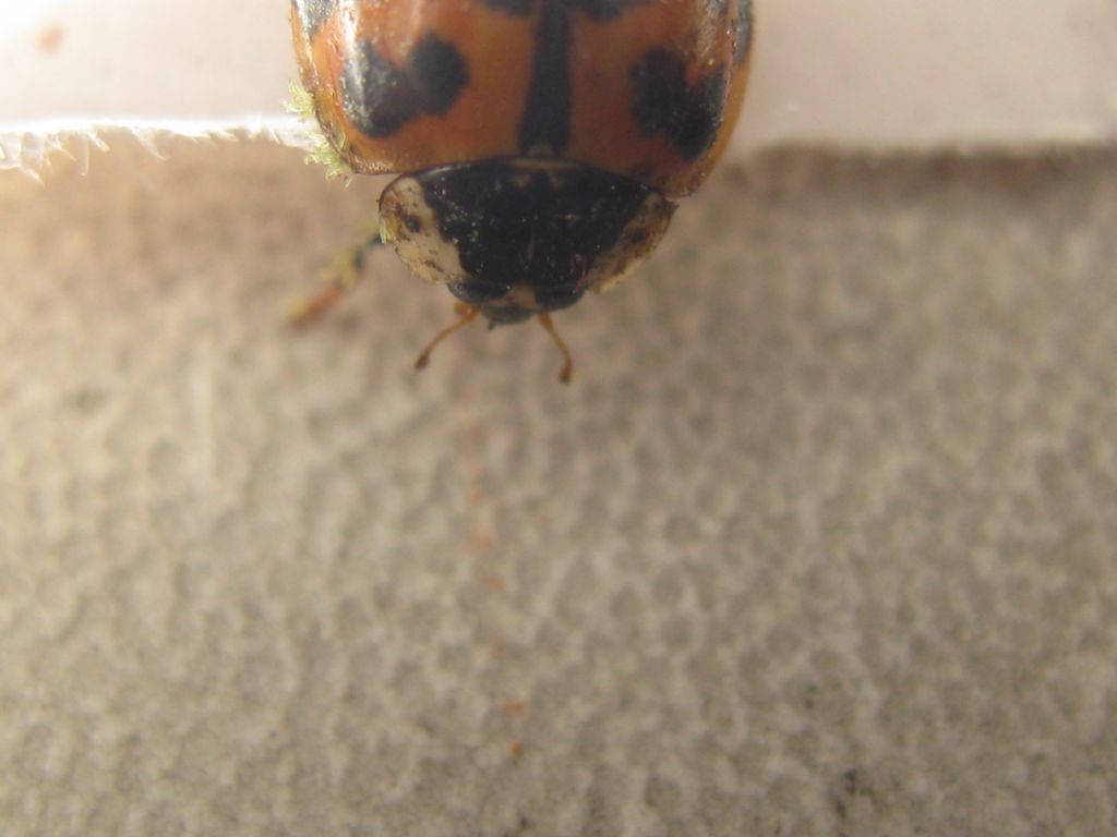 Coccinellidae: Harmonia axyridis? S.