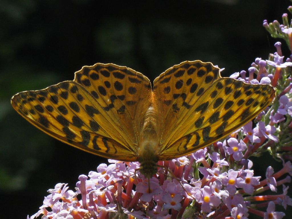 Argynnis paphia femmine? S !