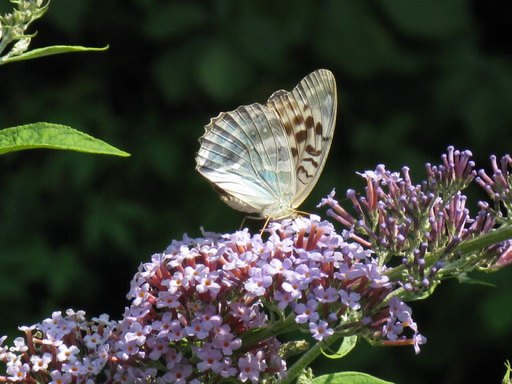 Argynnis paphia femmina forma valesina?  S !