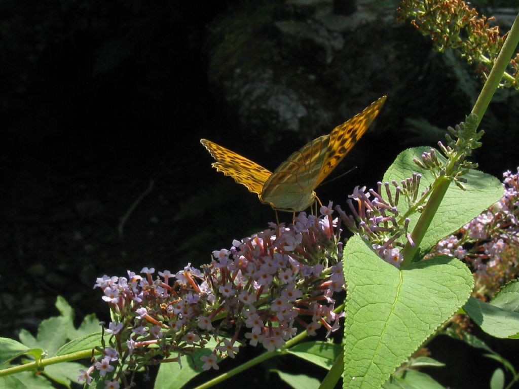 Argynnis paphia femmine? S !