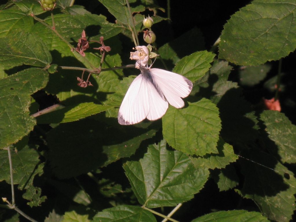 Pieris napi maschi?  S !