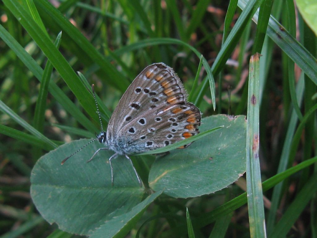 Polyommatus icarus maschio?  No, femmina