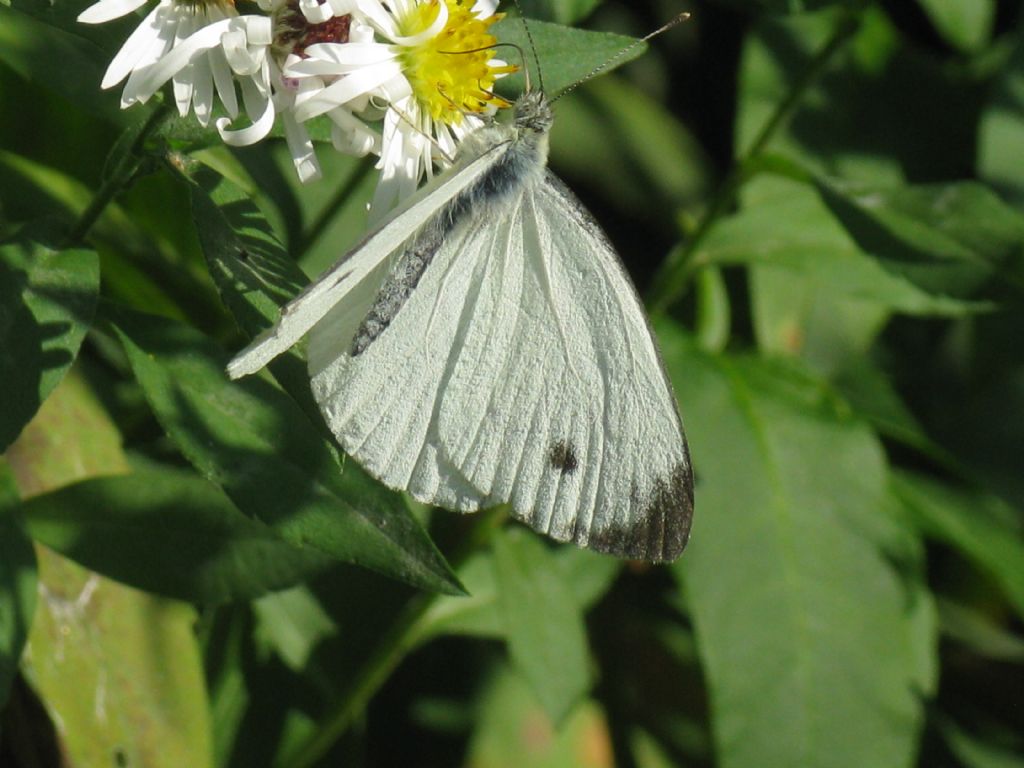 Pieris napi maschio?  S !