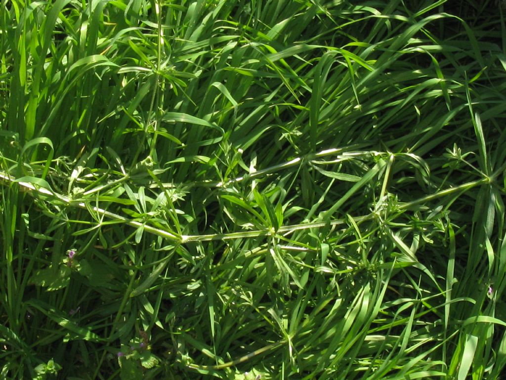 Galium verum?  No, Galium aparine