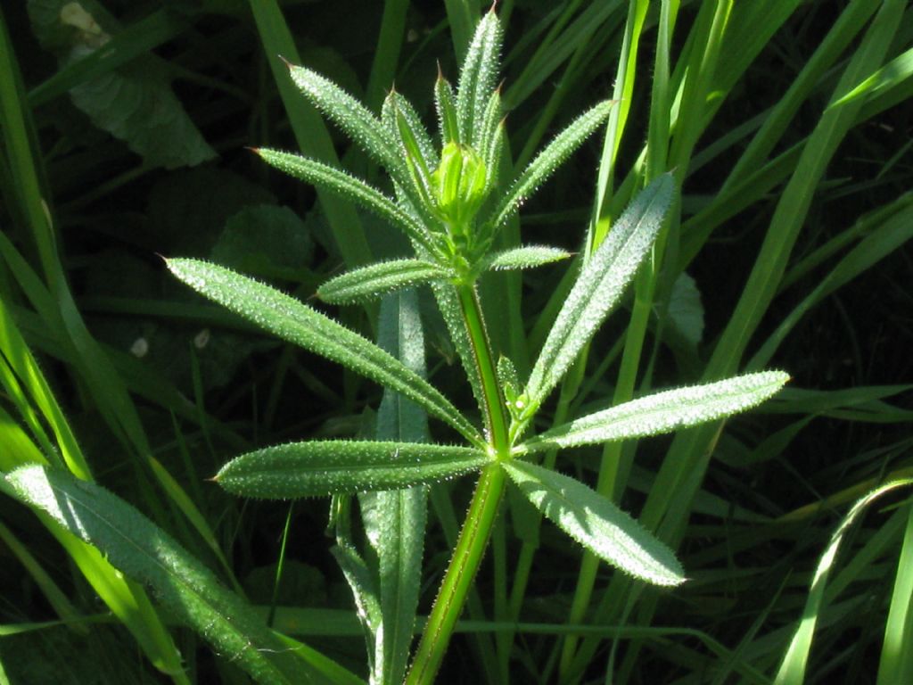 Galium verum?  No, Galium aparine